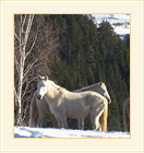 Pictures from Rhodope Mountain